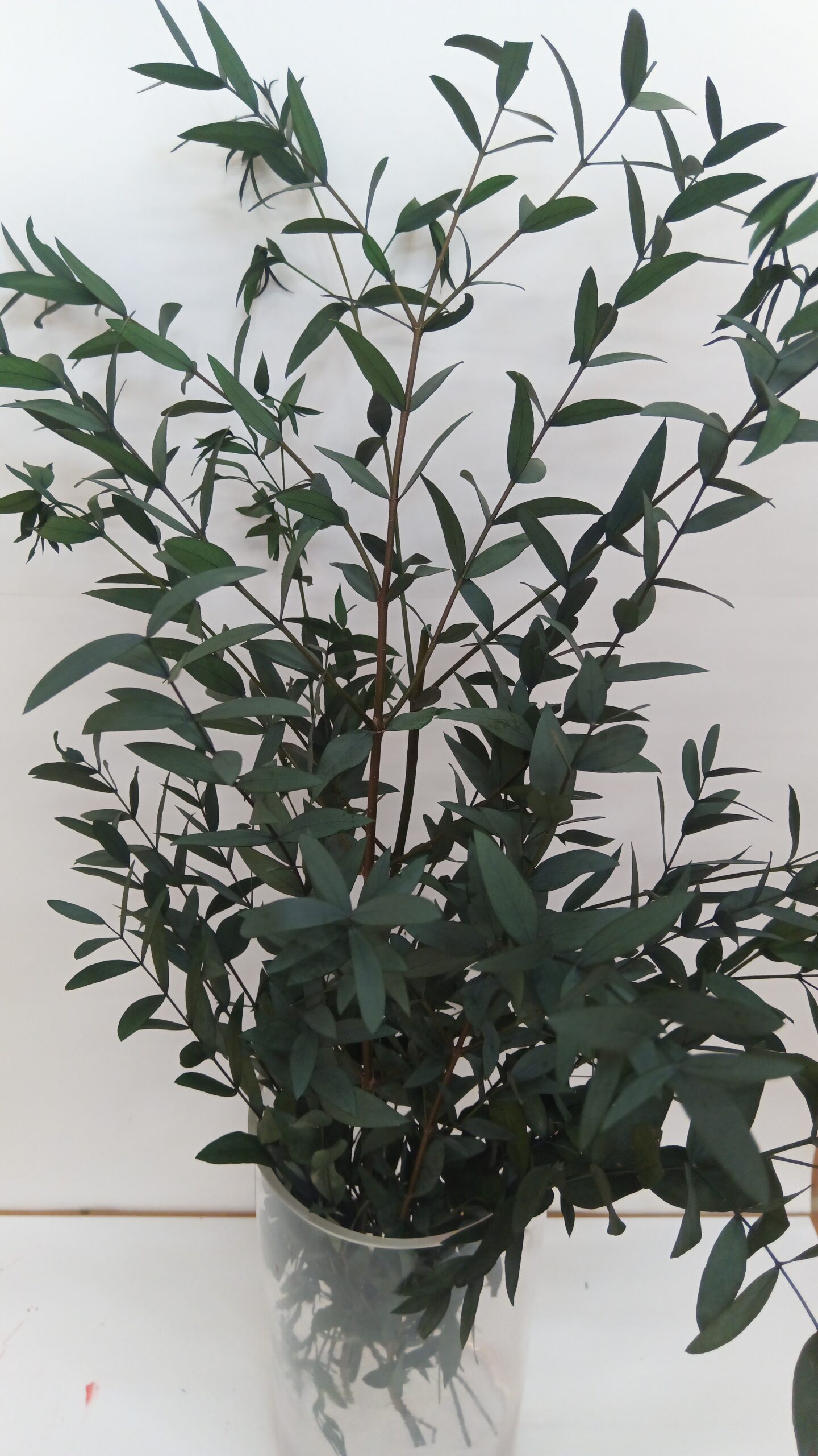 Euc parvifolia preservat verd - BLOEI