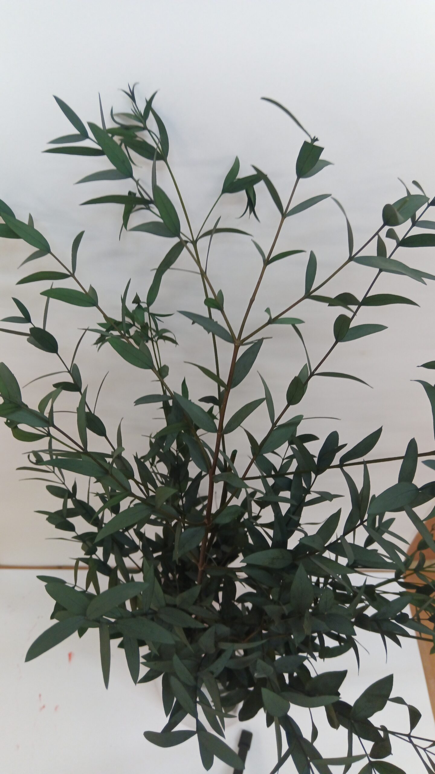 Euc parvifolia preservat verd - BLOEI