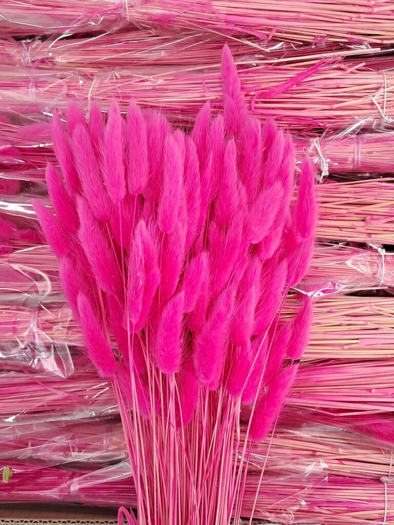 Lagurus fucsia 100gr