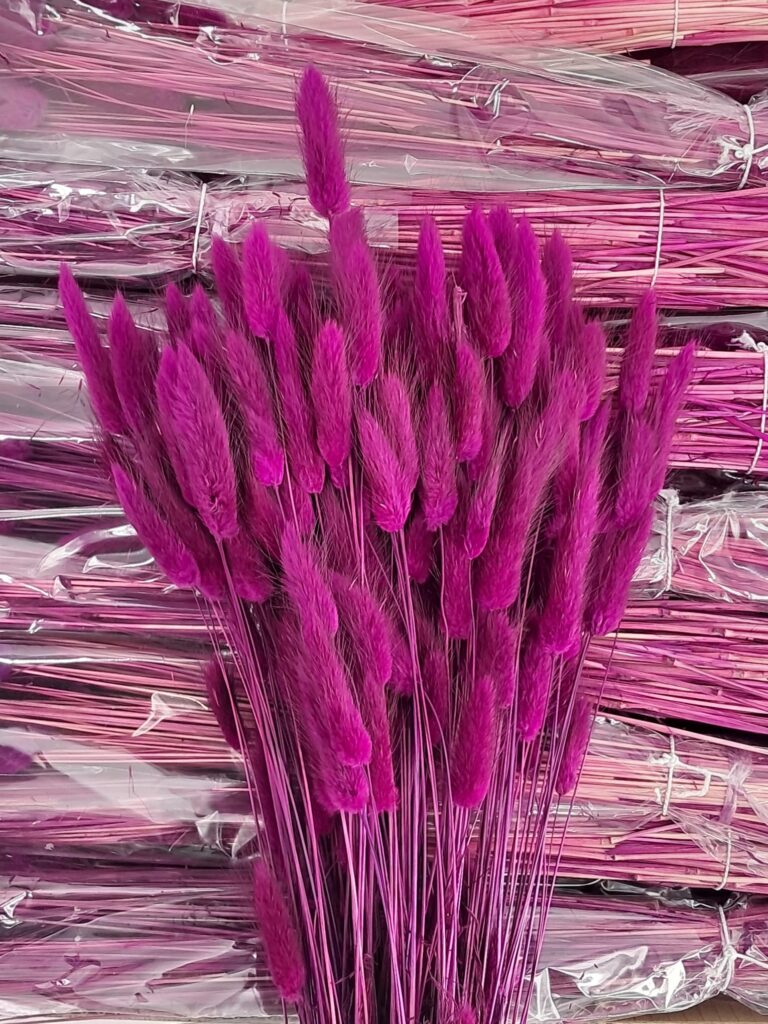 Lagurus magenta 100gr