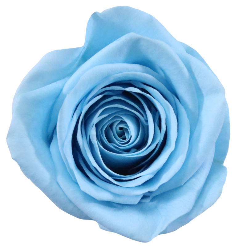 Rosa Sky Blue x4