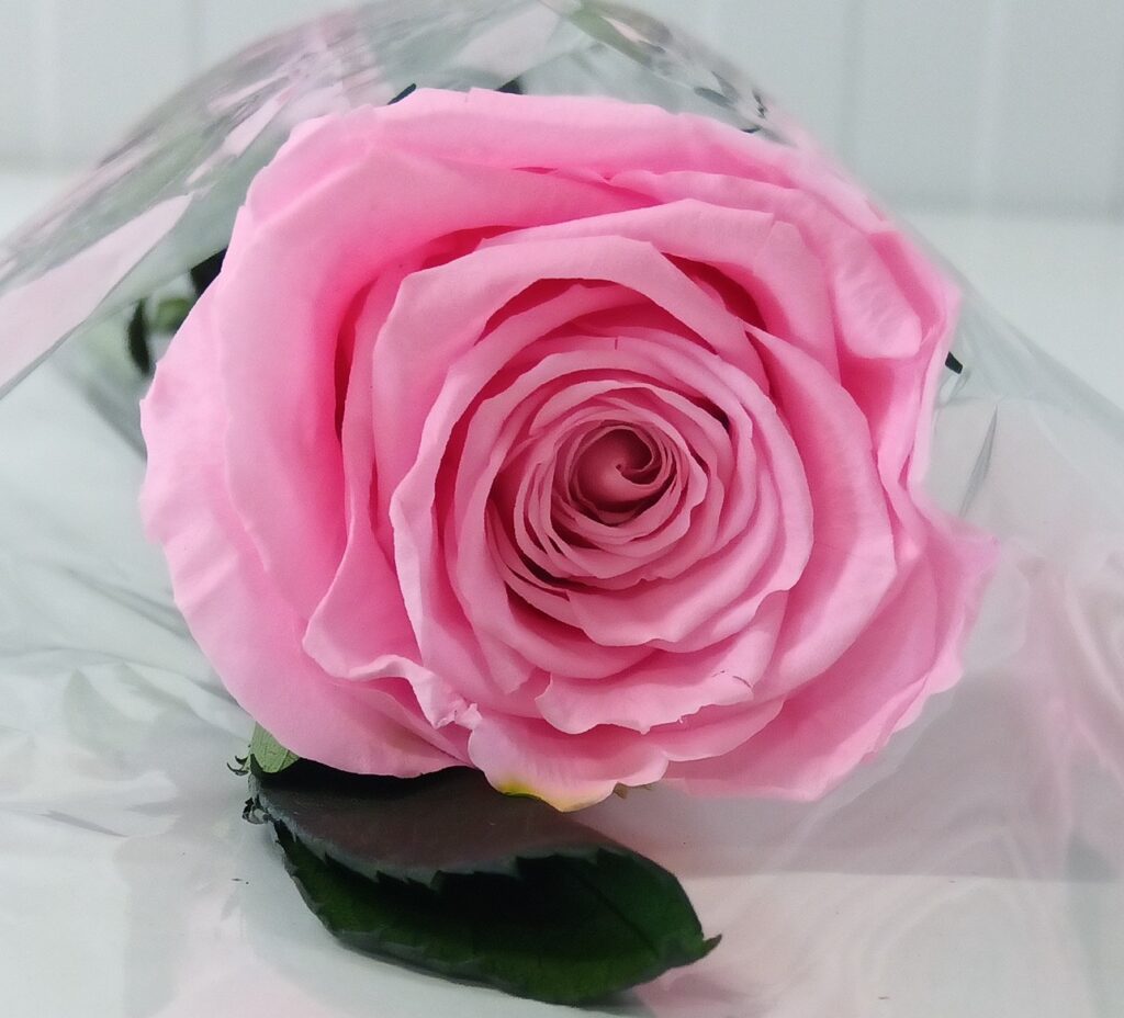 Rosa Light Pink 50 cm